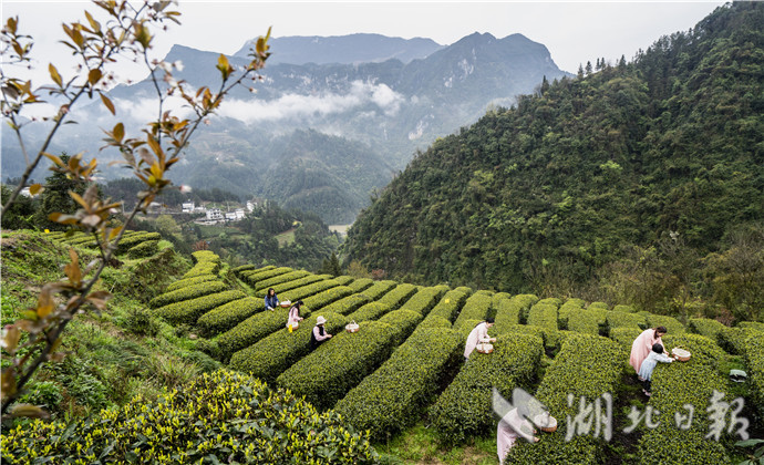 1598517728643.jpg 5.jpg